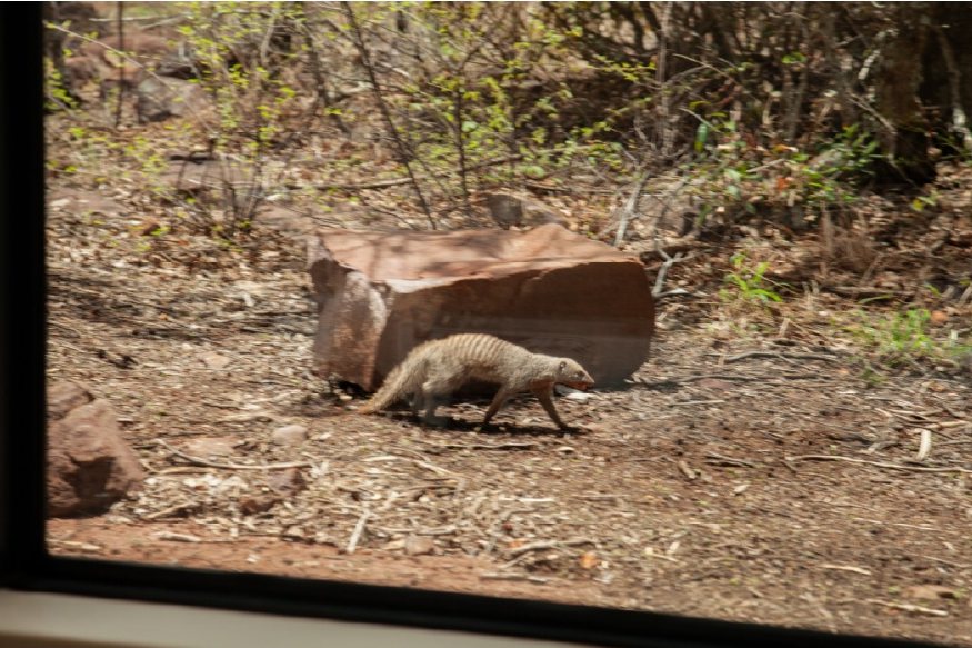 A mongoose walking past a red boulder, seen through a window.